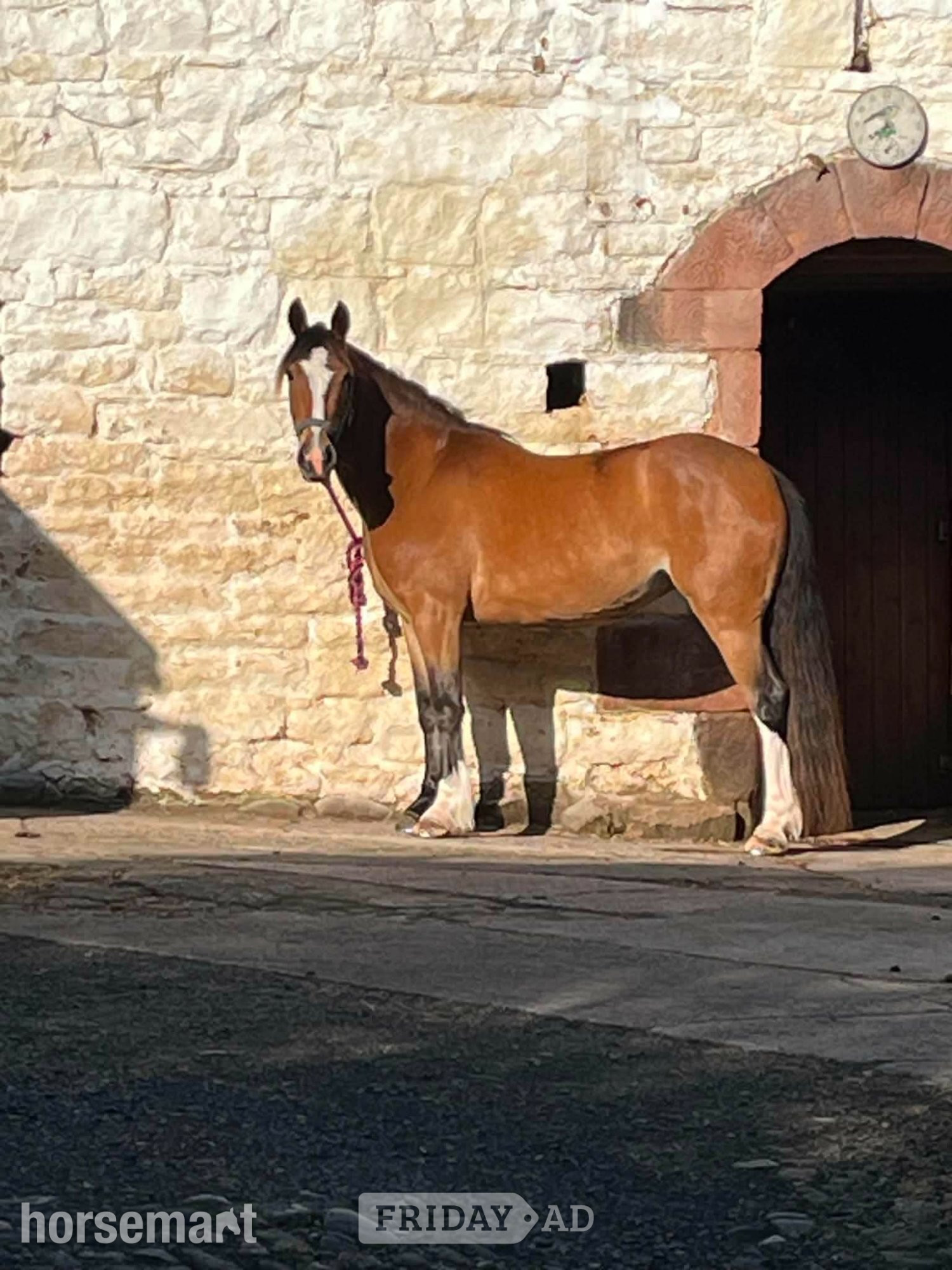 Appleby "Annie" Bay Mare Project Horse