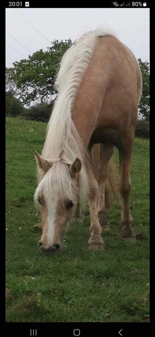 "Doylan Golden Dreamer " Palomino Mare Project Horse