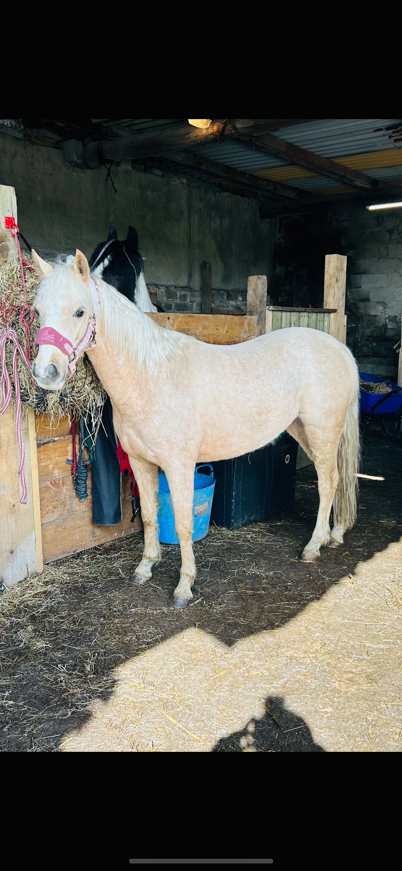 "Doylan Golden Dreamer " Palomino Mare Project Horse