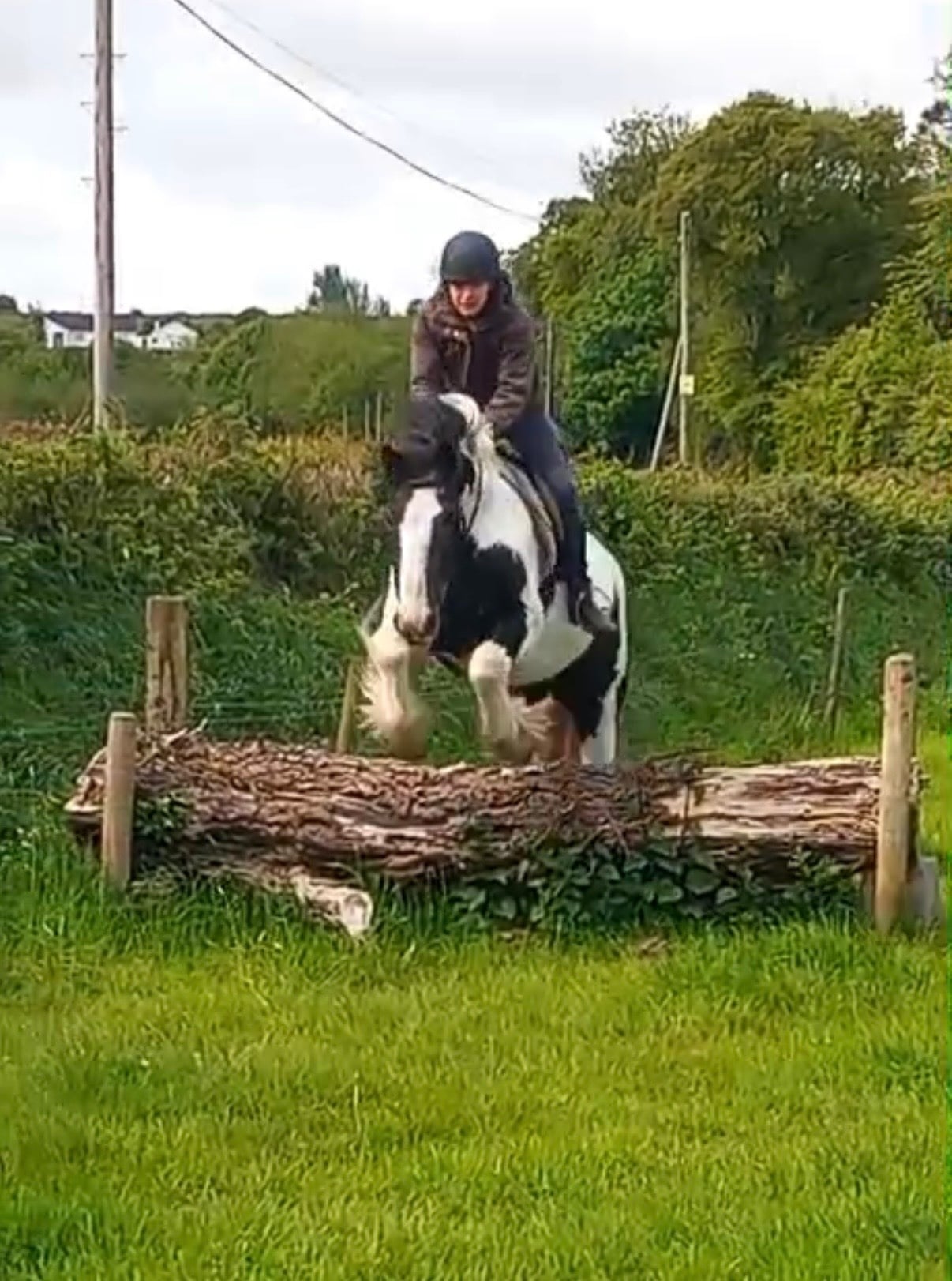 Bowers Gifford "Cherrie " Piebald Mare All Rounder