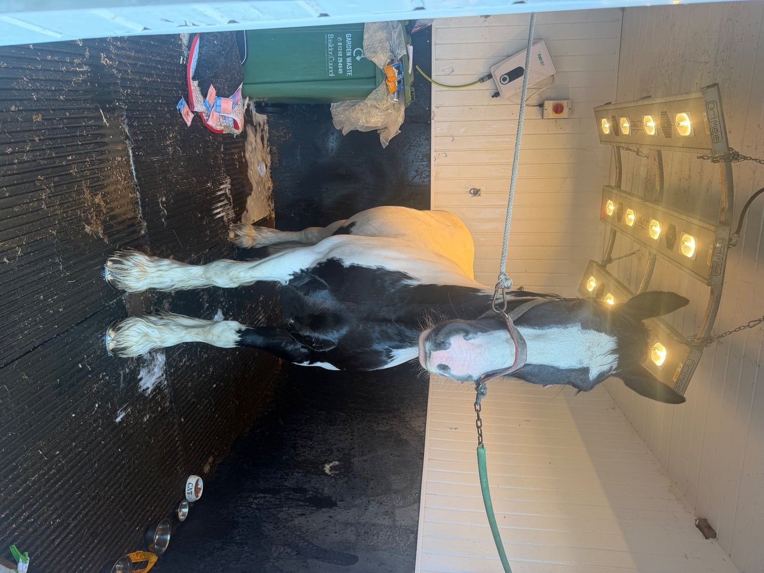 "Cherrie " Piebald Mare All Rounder - Horses in Bowers Gifford