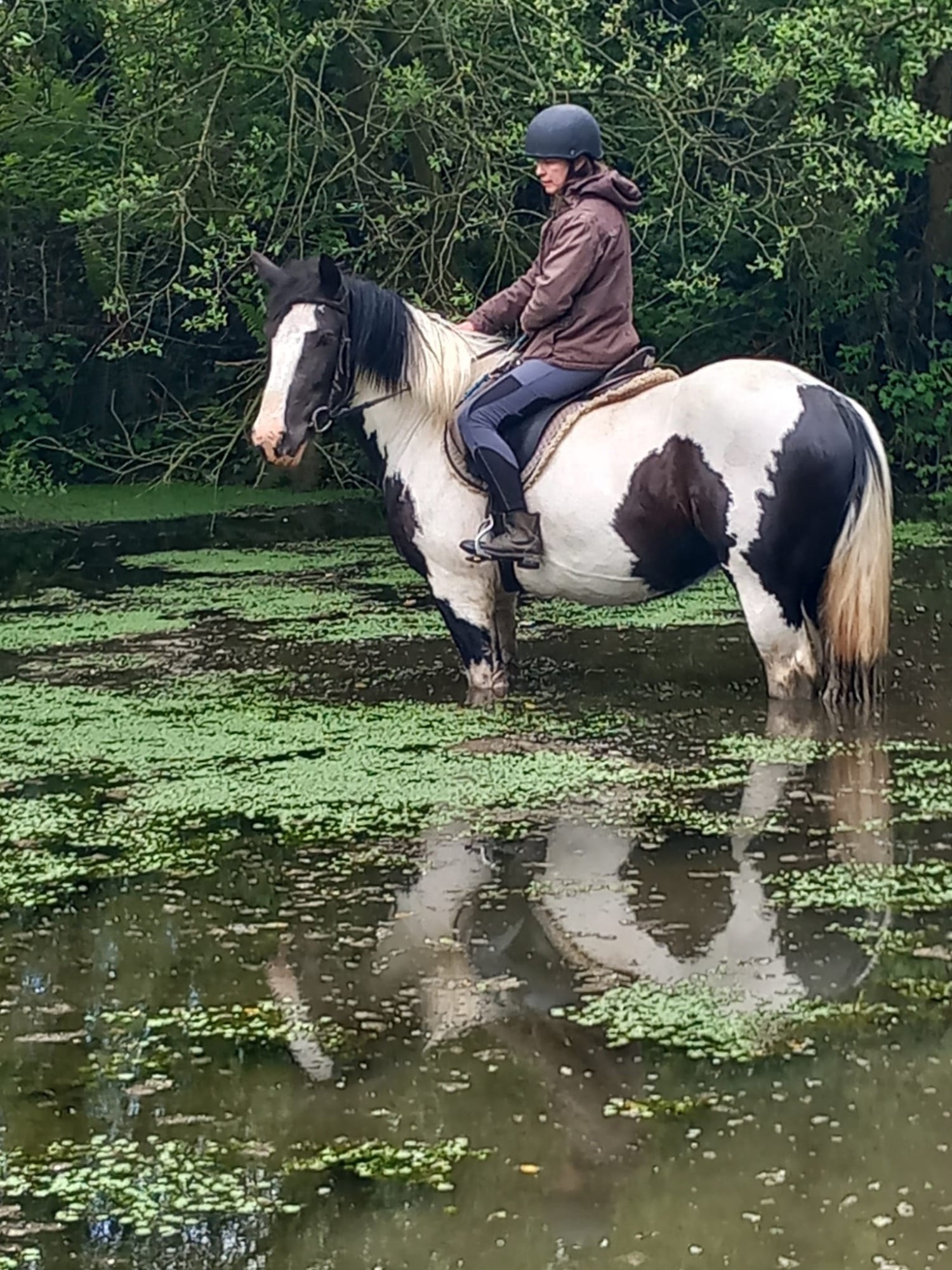 "Cherrie " Piebald Mare All Rounder - Horses