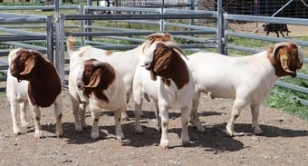  Quality health Boer Goats,and Nubian Goats for sale urgently.