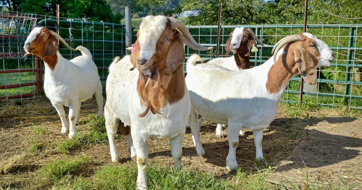 Birmingham  Quality health Boer Goats,and Nubian Goats for sale urgently.
