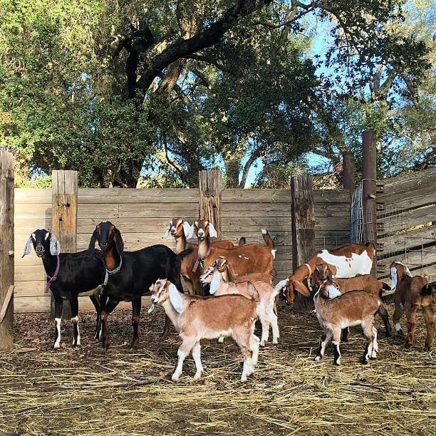  Quality health Boer Goats,and Nubian Goats for sale urgently. - Livestock in Birmingham