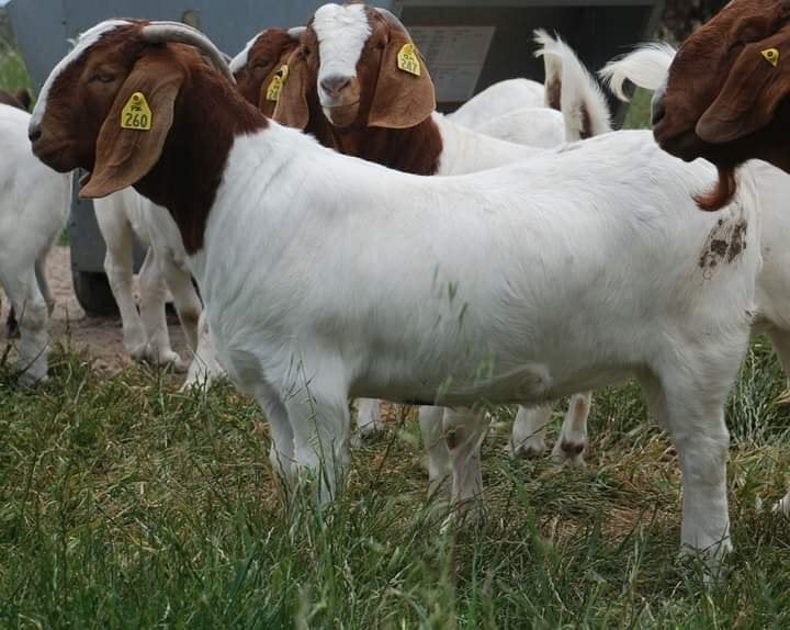  Quality health Boer Goats,and Nubian Goats for sale urgently. - Livestock