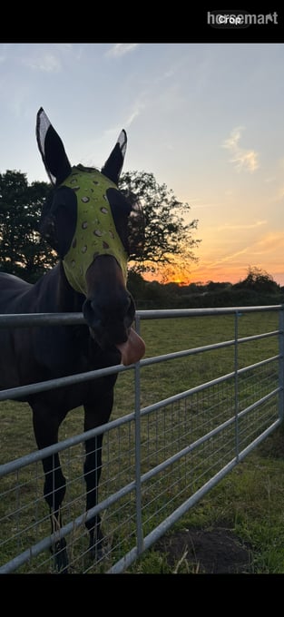 Jack for share, Pirbright 
