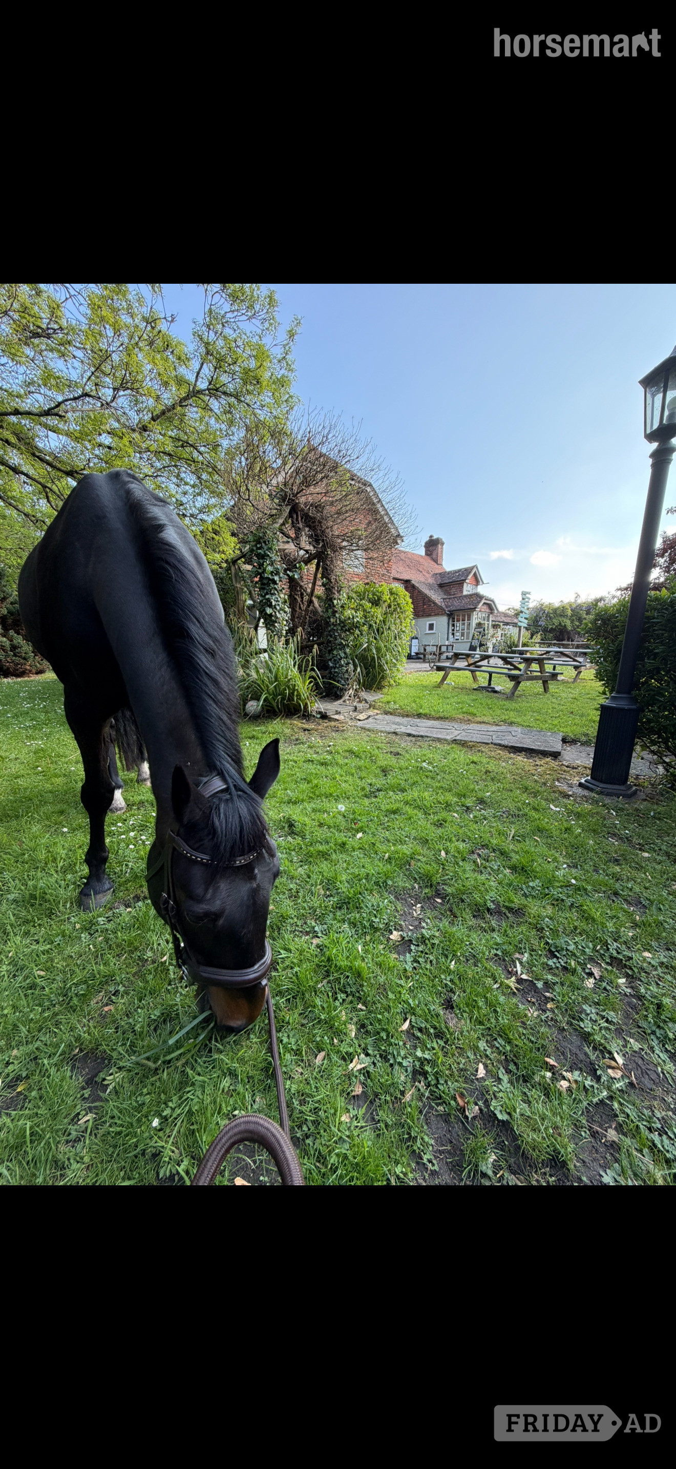 Jack for share, Pirbright 