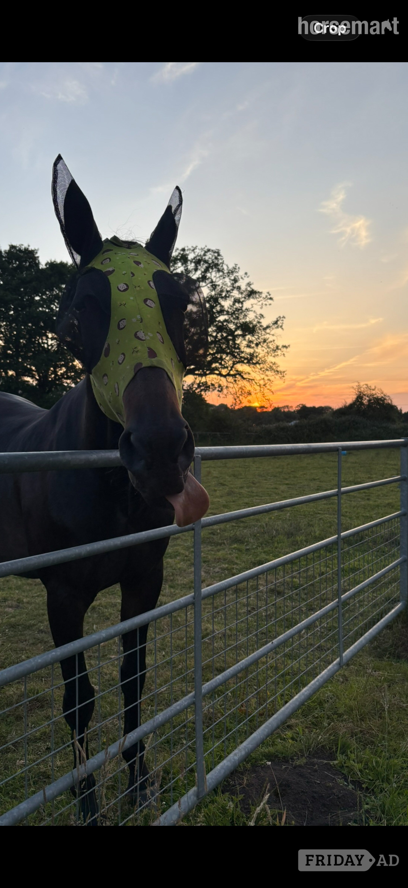Jack for share, Pirbright  in Pirbright