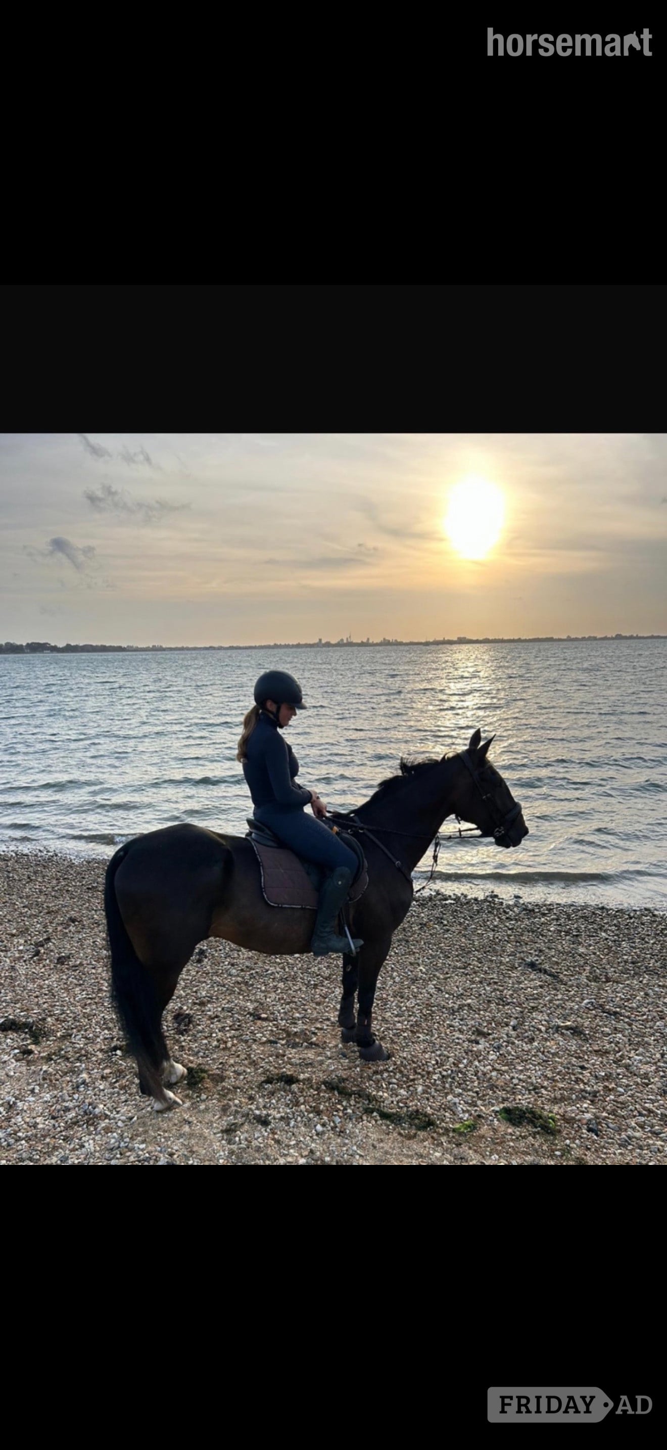 Jack for share, Pirbright  - Horses in Pirbright