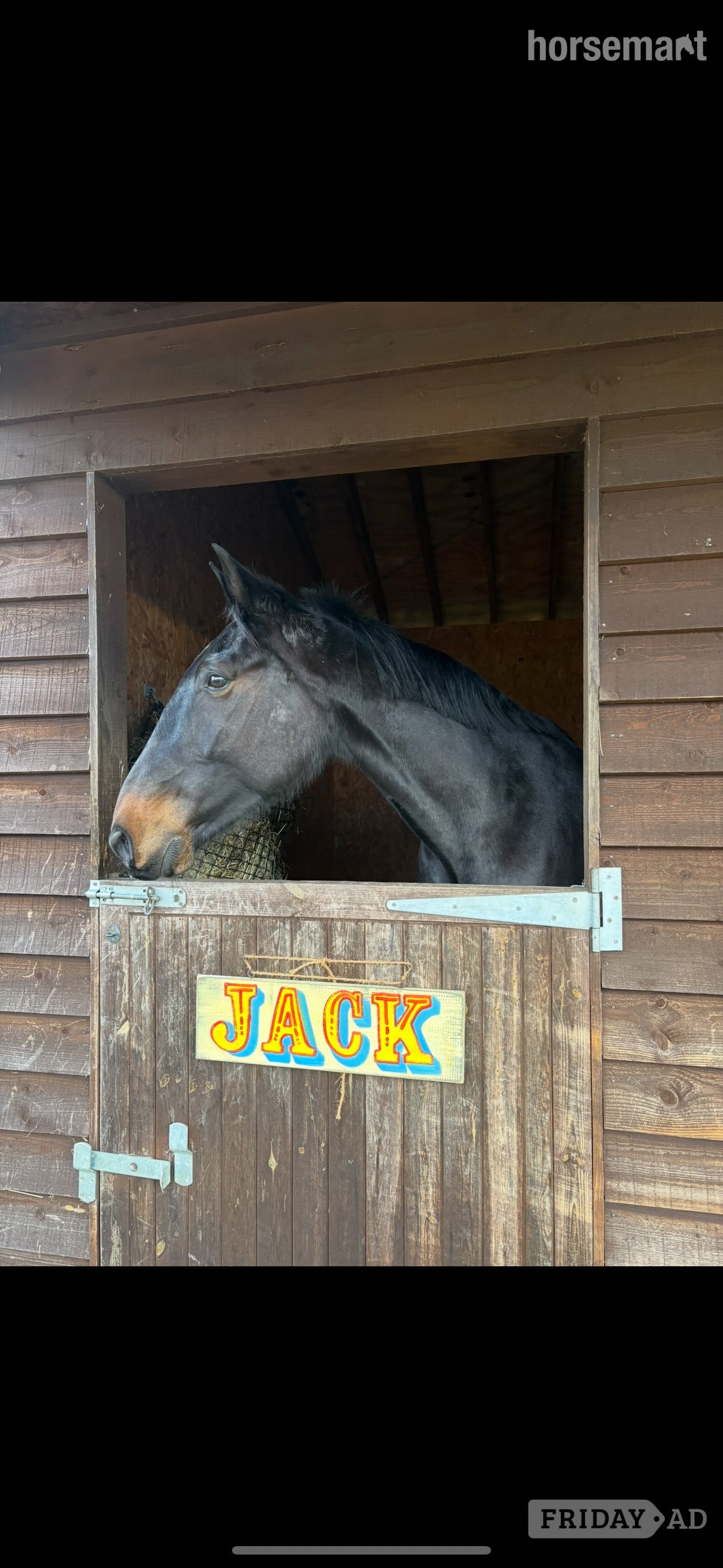 Jack for share, Pirbright  - Horses