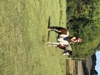 "Lila" Skewbald Mare Cob/Heavy Horse