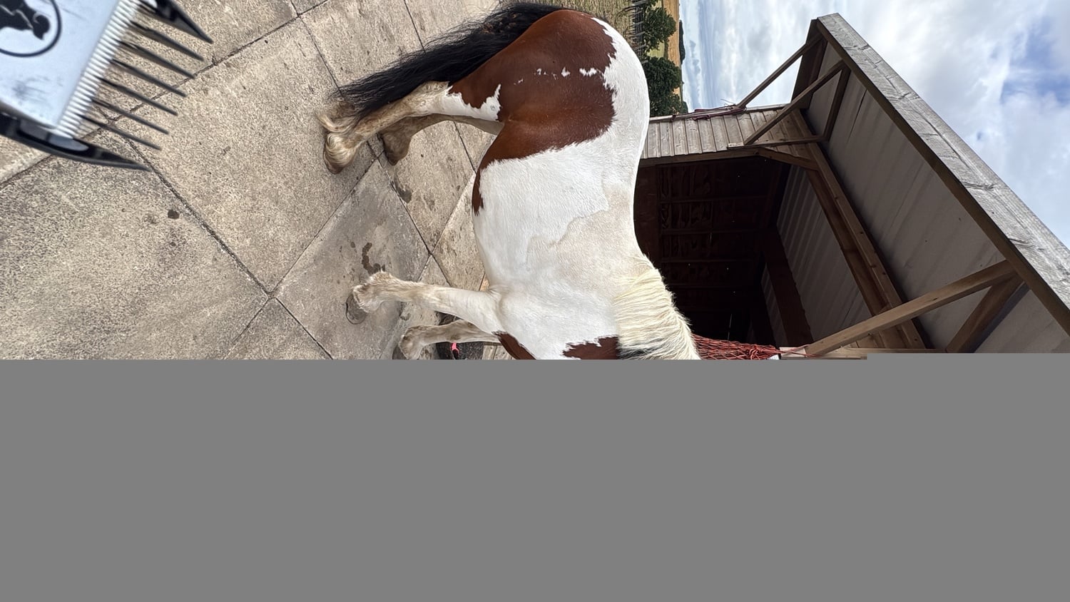 "Lila" Skewbald Mare Cob/Heavy Horse