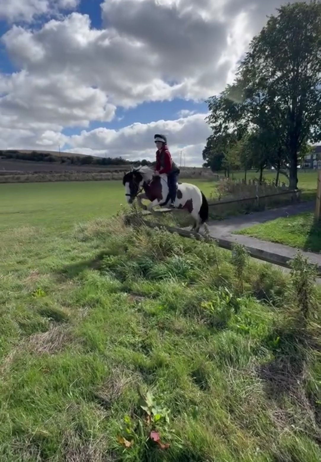 Durham "Lila" Skewbald Mare Cob/Heavy Horse
