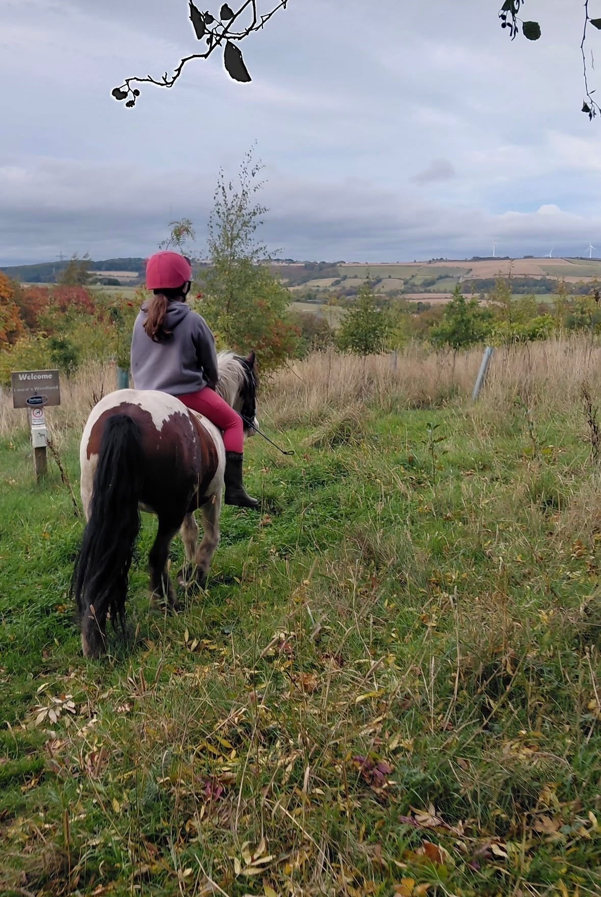 "Lila" Skewbald Mare Cob/Heavy Horse - Horses in Durham