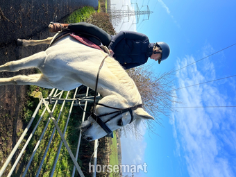 "Sean" Grey Gelding All Rounder