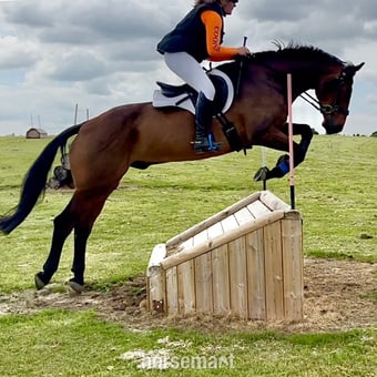 "MD Diamond Z" Bay Gelding All Rounder