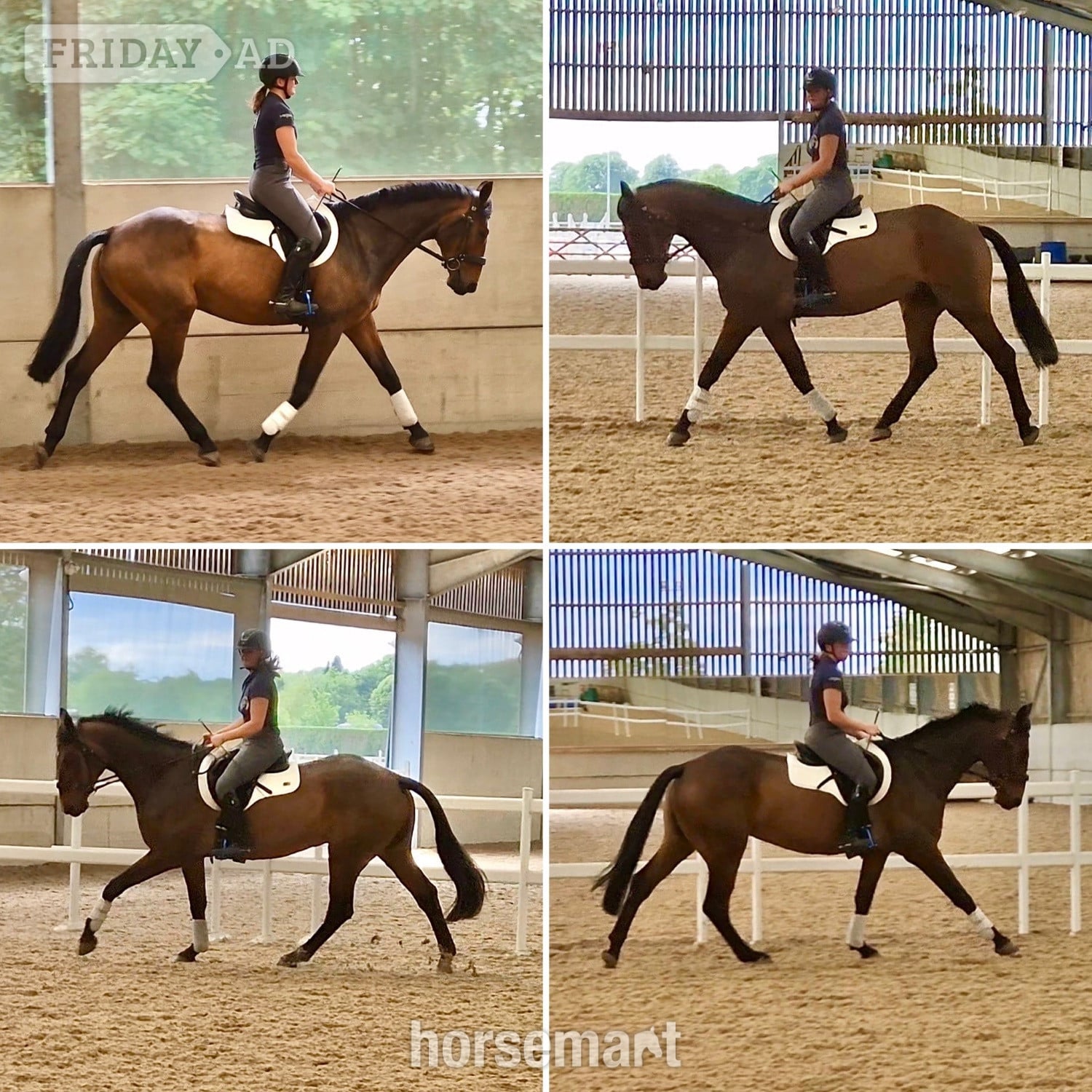 "MD Diamond Z" Bay Gelding All Rounder