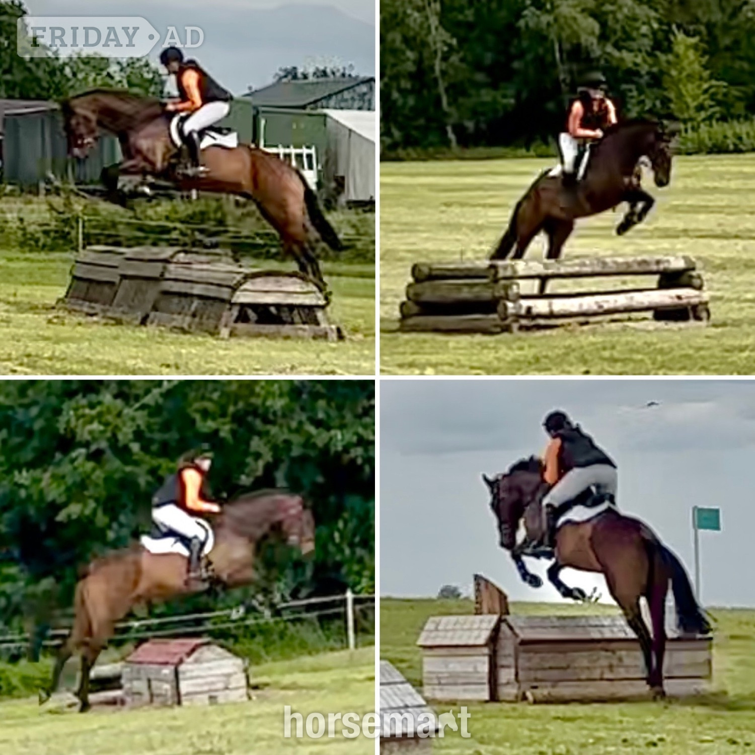 "MD Diamond Z" Bay Gelding All Rounder - Horses in Congleton