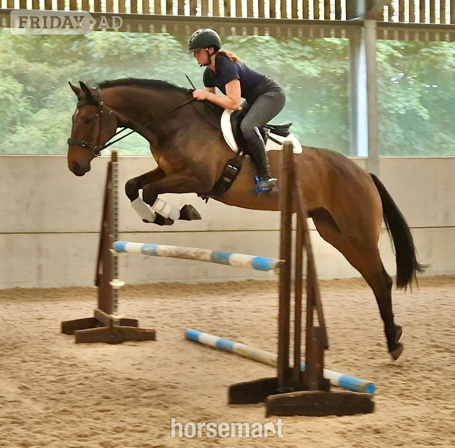 Congleton "MD Diamond Z" Bay Gelding All Rounder