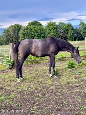 "May" Grey Filly Young Sport Horse