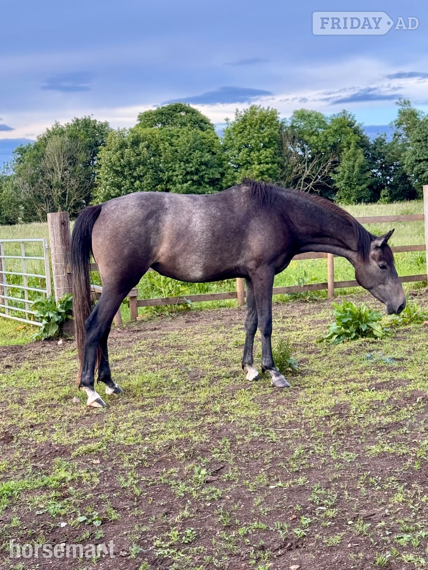 "May" Grey Filly Young Sport Horse in Ferryhill