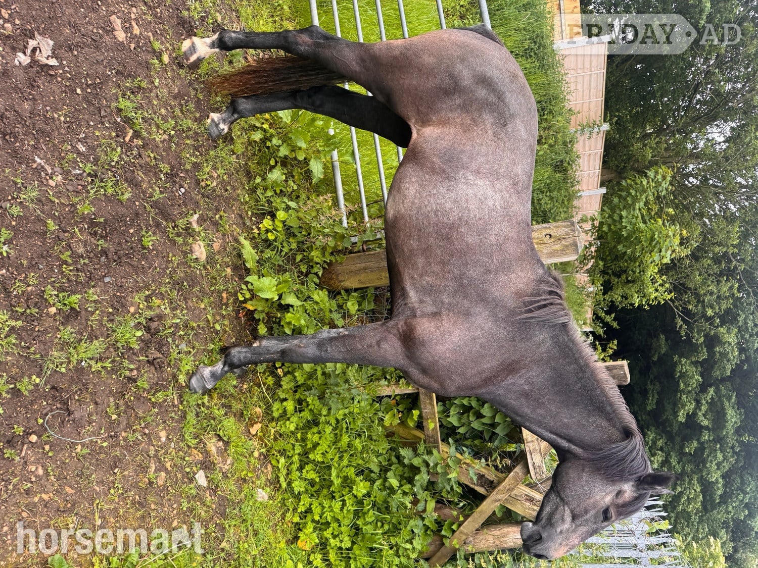"May" Grey Filly Young Sport Horse
