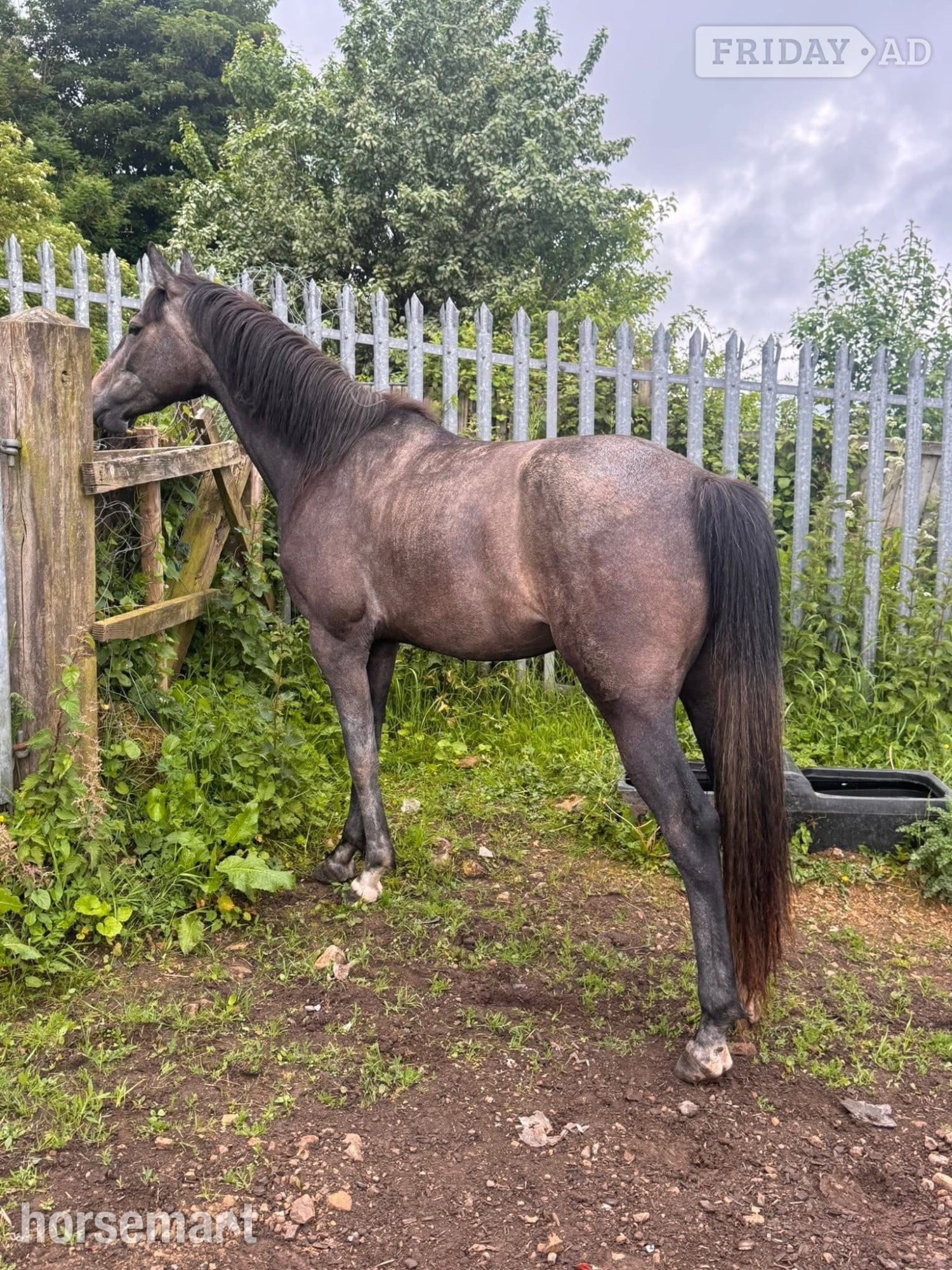 Ferryhill "May" Grey Filly Young Sport Horse