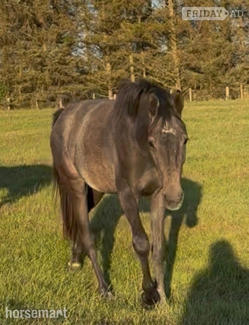 "May" Grey Filly Young Sport Horse - Horses in Ferryhill