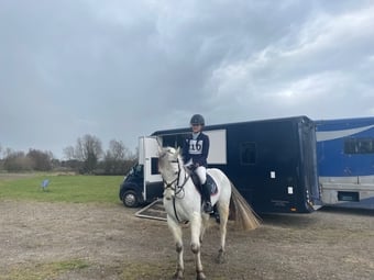 "Prince Mac" Grey Gelding Show Jumper