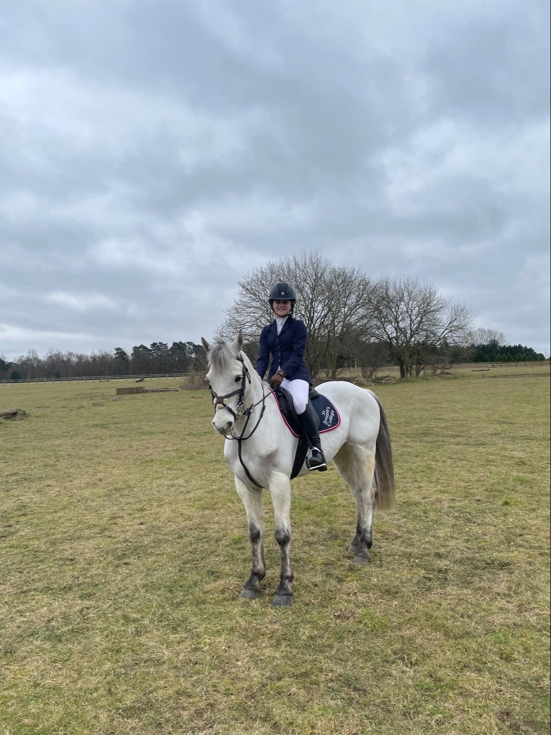 "Prince Mac" Grey Gelding Show Jumper - Horses