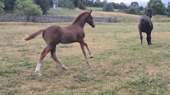 "Yggdrasil Rødhals" Chestnut Colt Youngstock / Foal