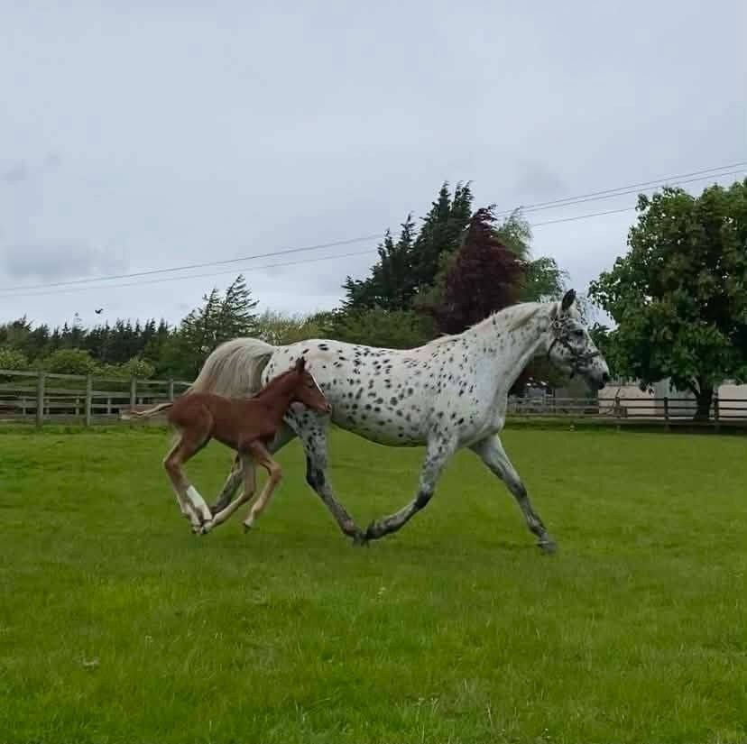 "Yggdrasil Rødhals" Chestnut Colt Youngstock / Foal