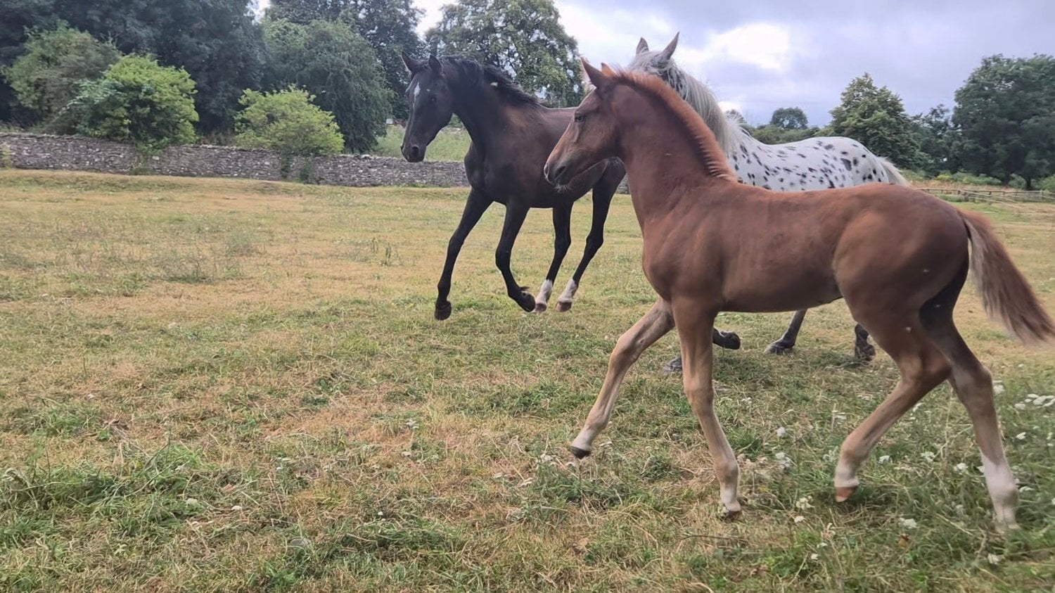 Leyburn "Yggdrasil Rødhals" Chestnut Colt Youngstock / Foal