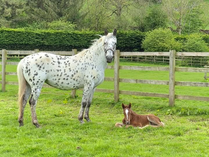 "Yggdrasil Rødhals" Chestnut Colt Youngstock / Foal - Horses in Leyburn