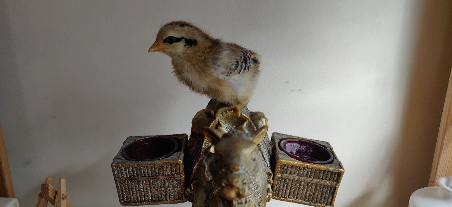 Newborn chicks for sale in London 