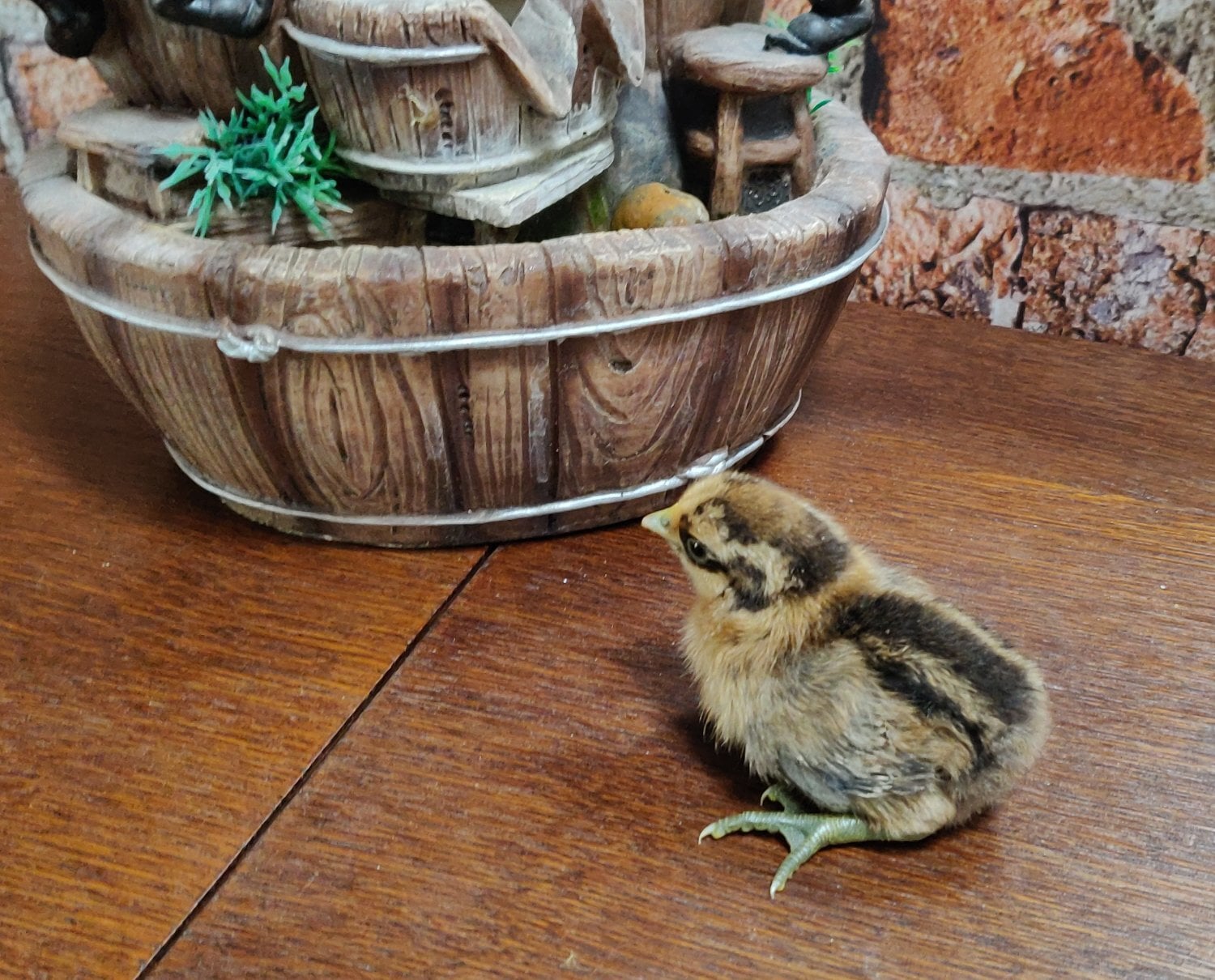 Newborn chicks for sale in London  - Poultry in London