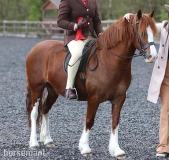 "Abergavenny Rhian" Chestnut Mare Showing Horse
