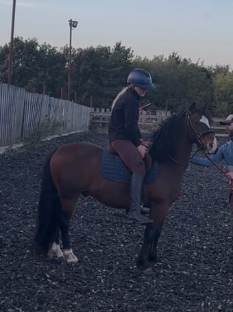 "Jimmy " Bay Gelding Project Horse