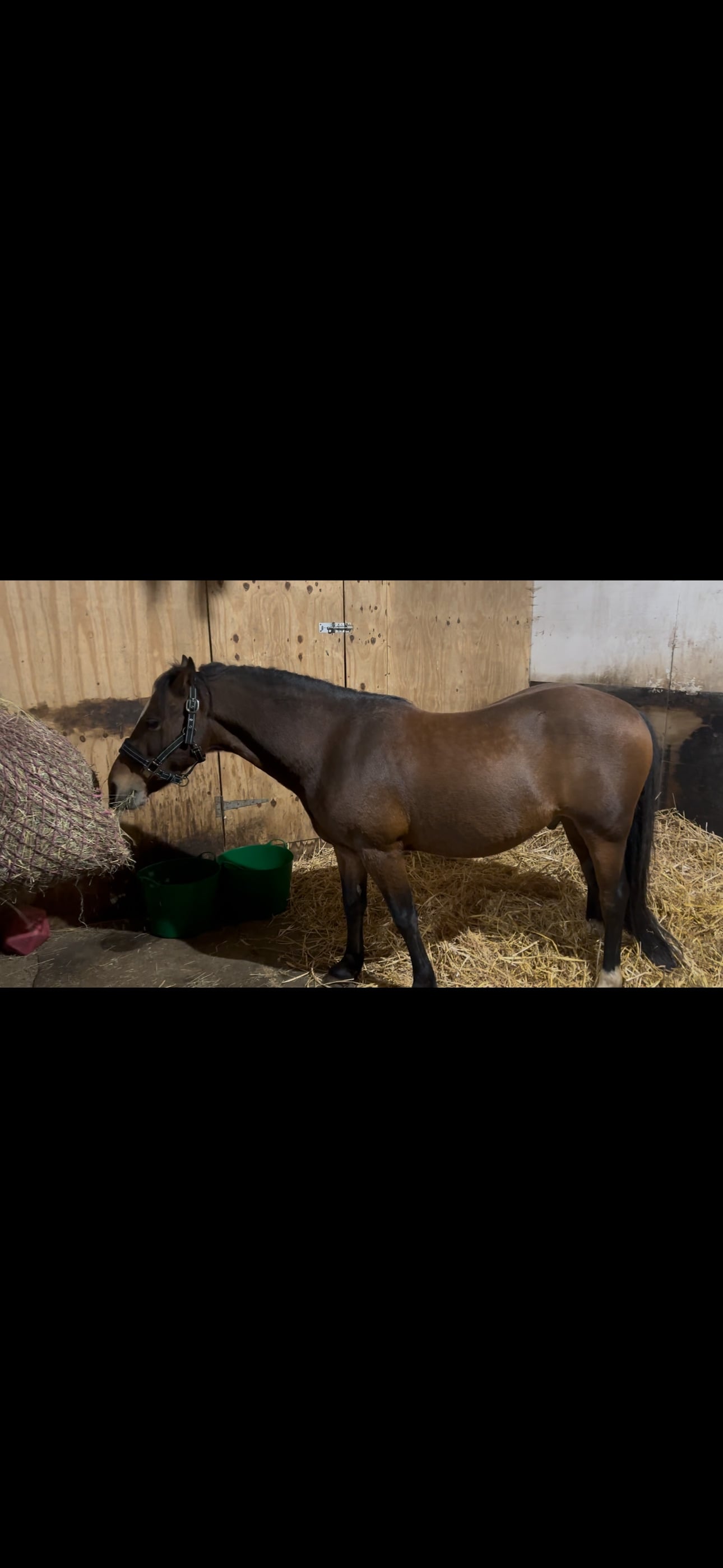 "Jimmy " Bay Gelding Project Horse