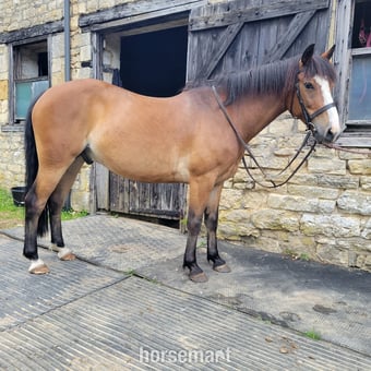 "Tim" Bay Gelding Project Horse