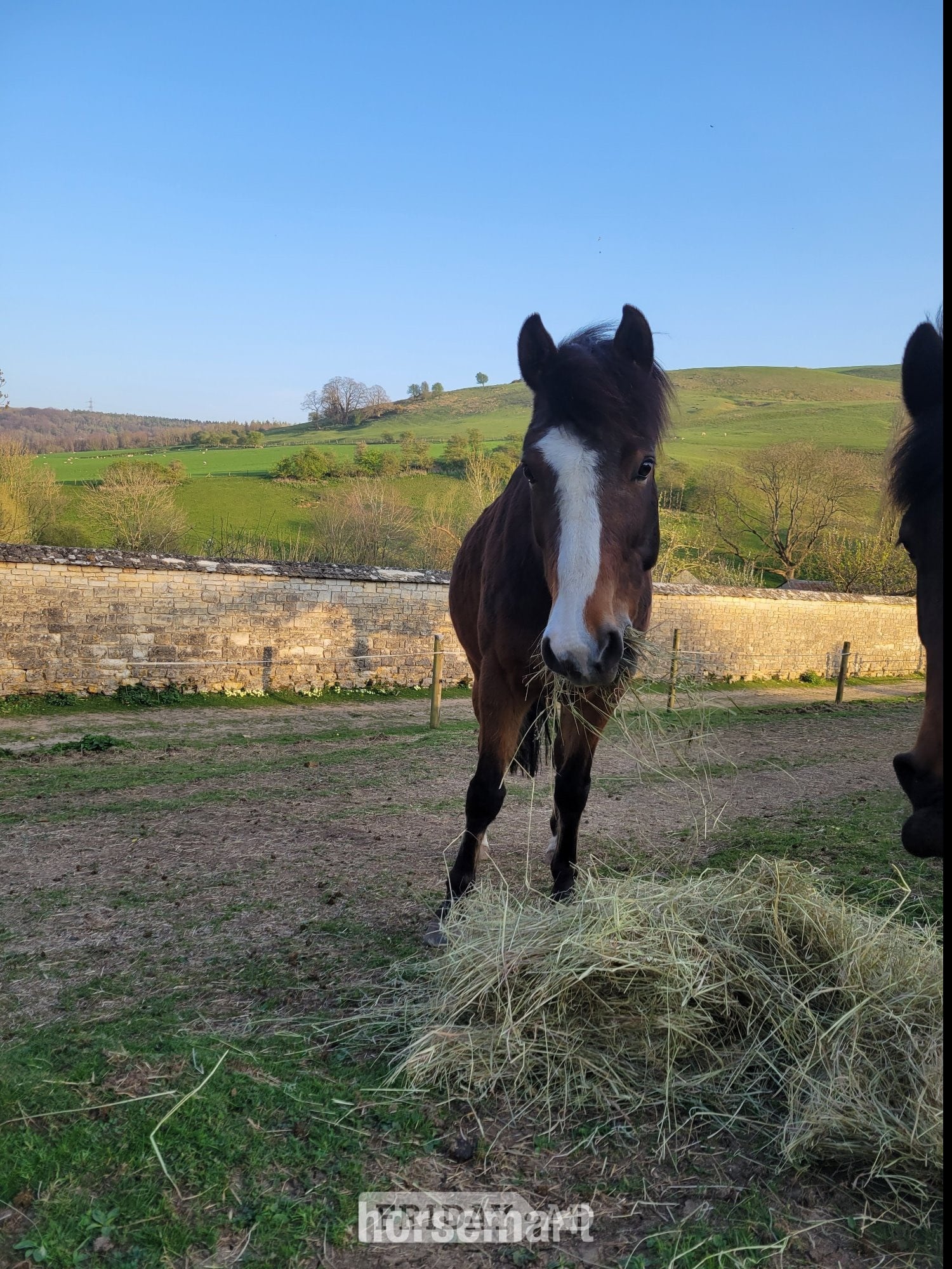 "Tim" Bay Gelding Project Horse - Horses in Winchcombe