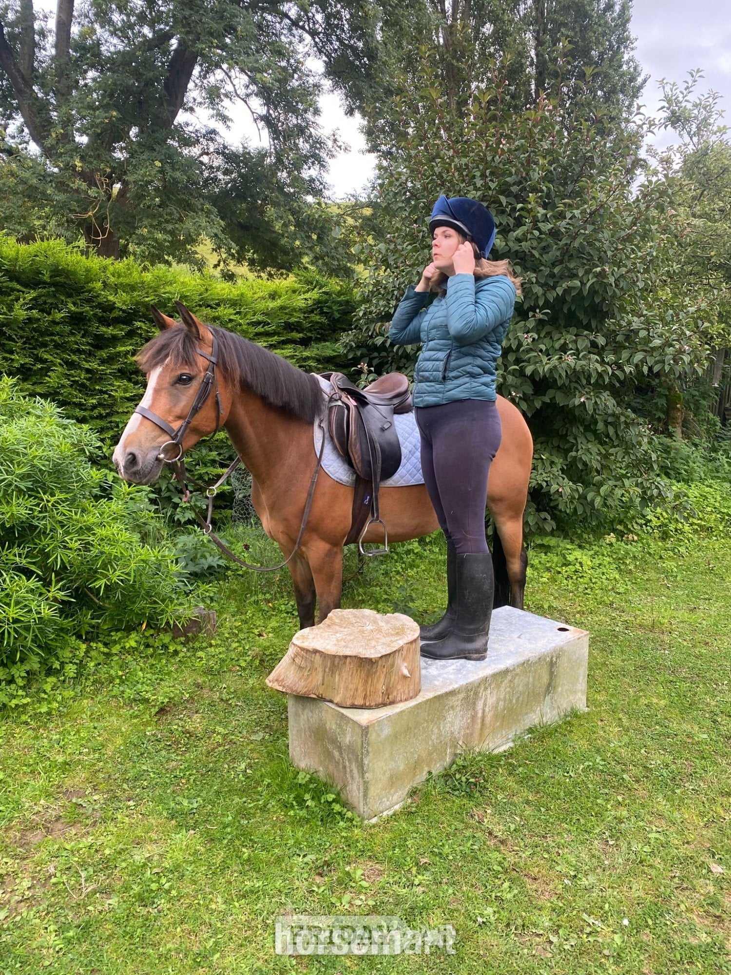 "Tim" Bay Gelding Project Horse - Horses