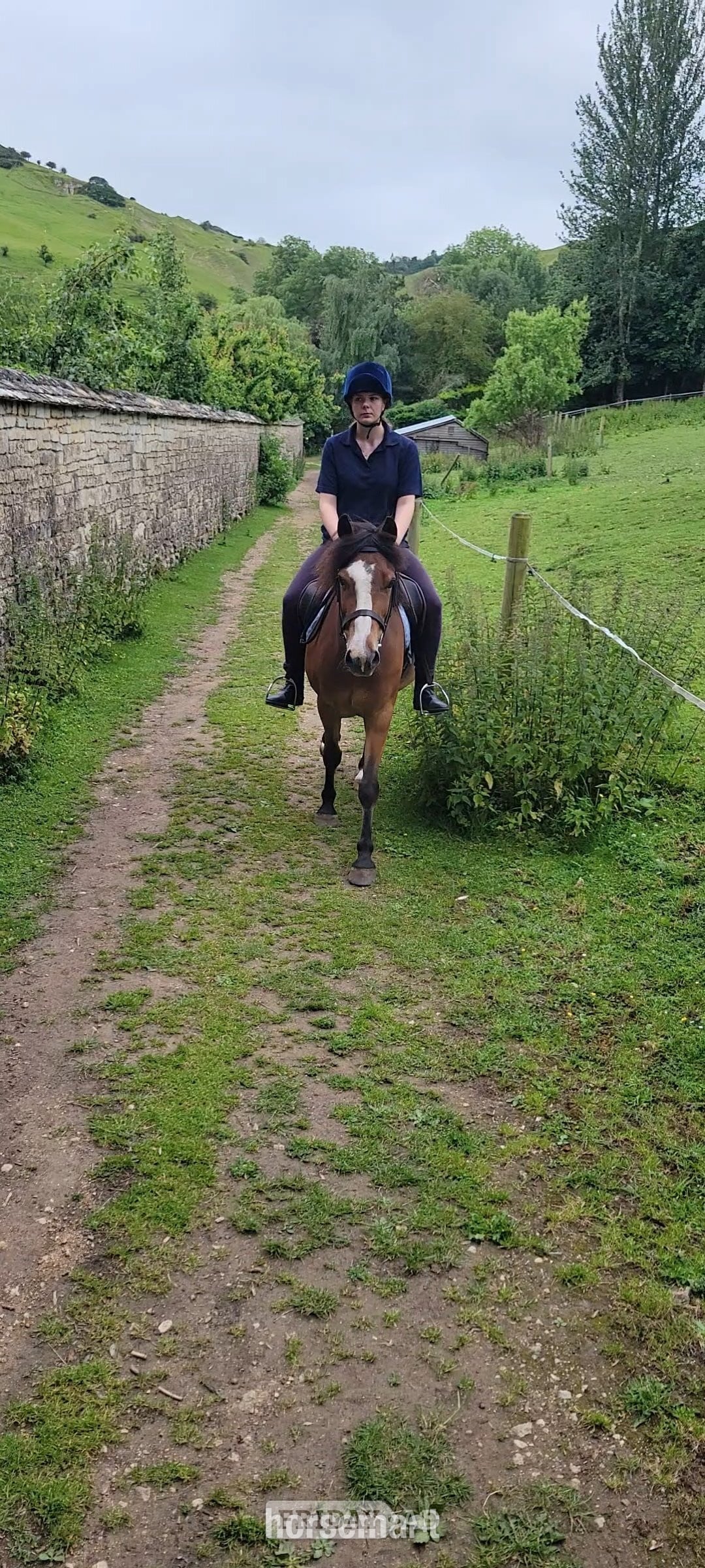 "Tim" Bay Gelding Project Horse