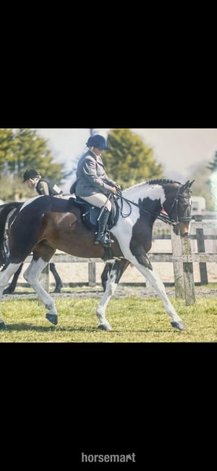 "Flash " Coloured Mare All Rounder