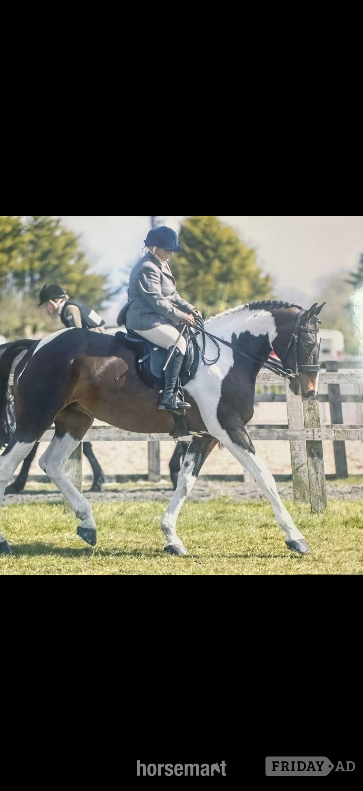 "Flash " Coloured Mare All Rounder in Chester