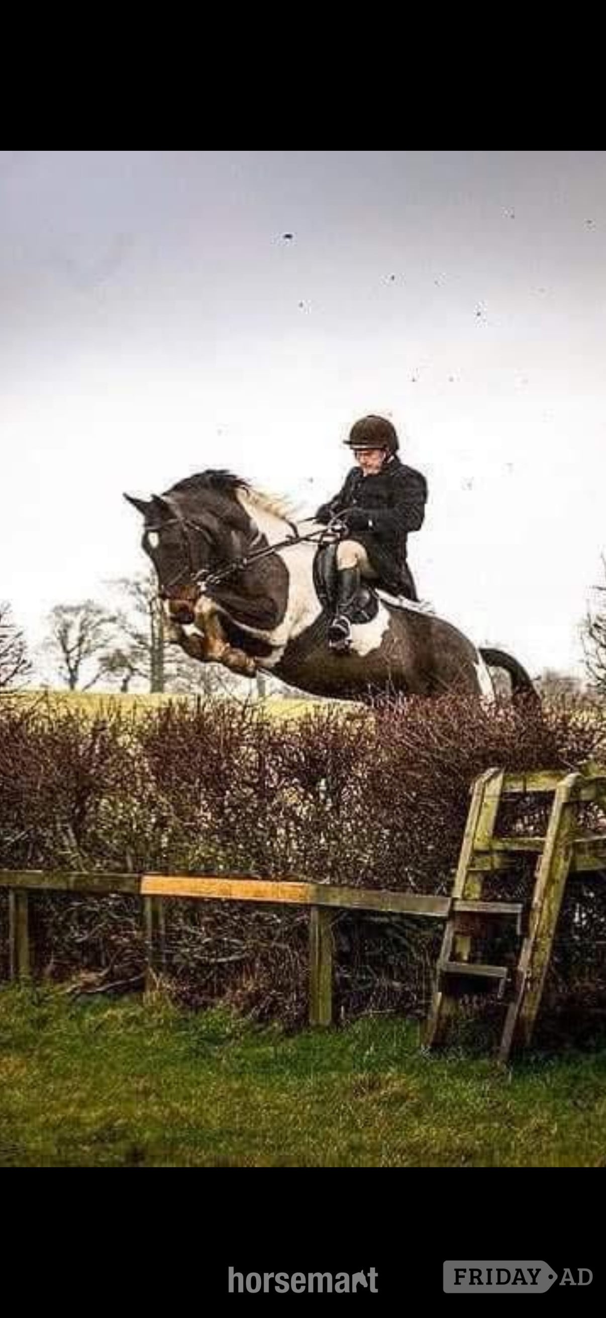 Chester "Flash " Coloured Mare All Rounder