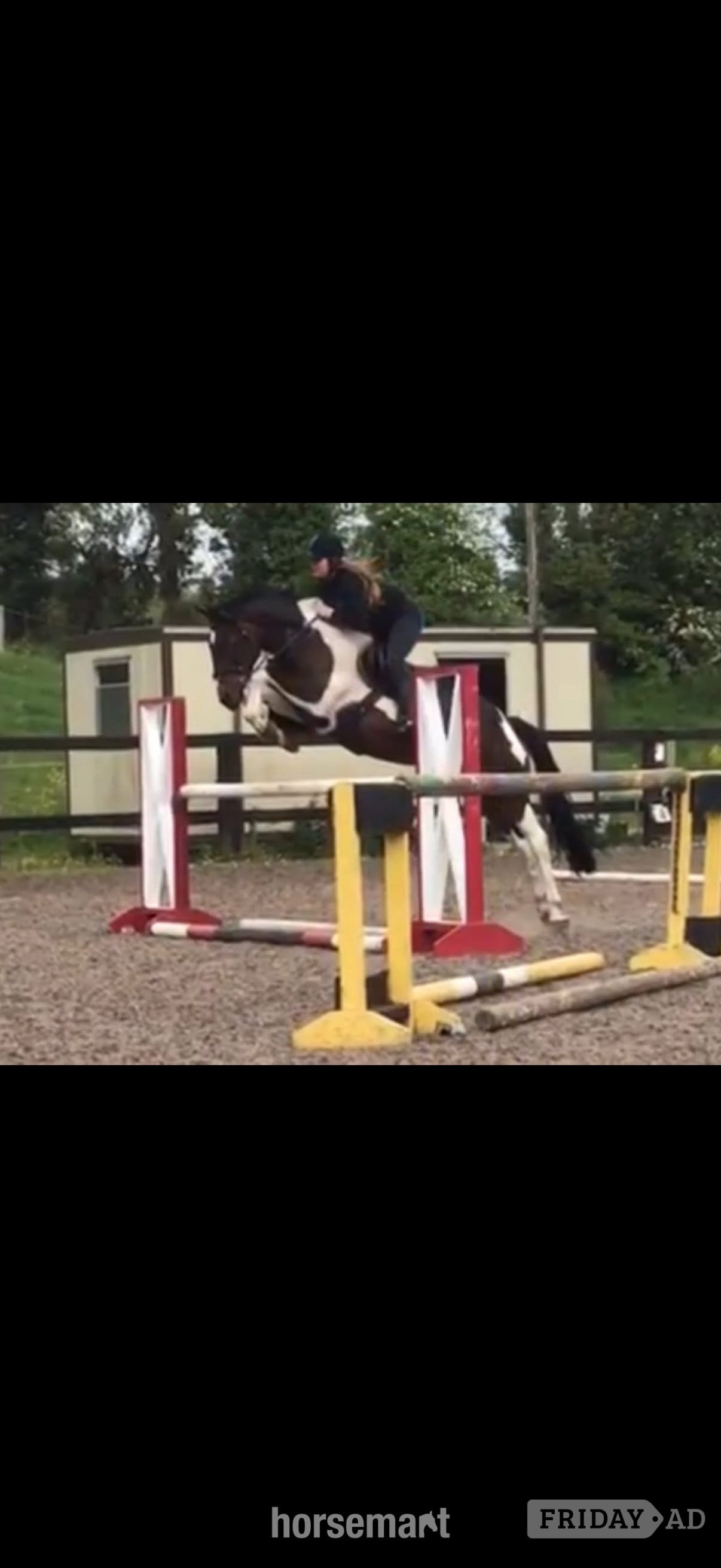 "Flash " Coloured Mare All Rounder - Horses in Chester