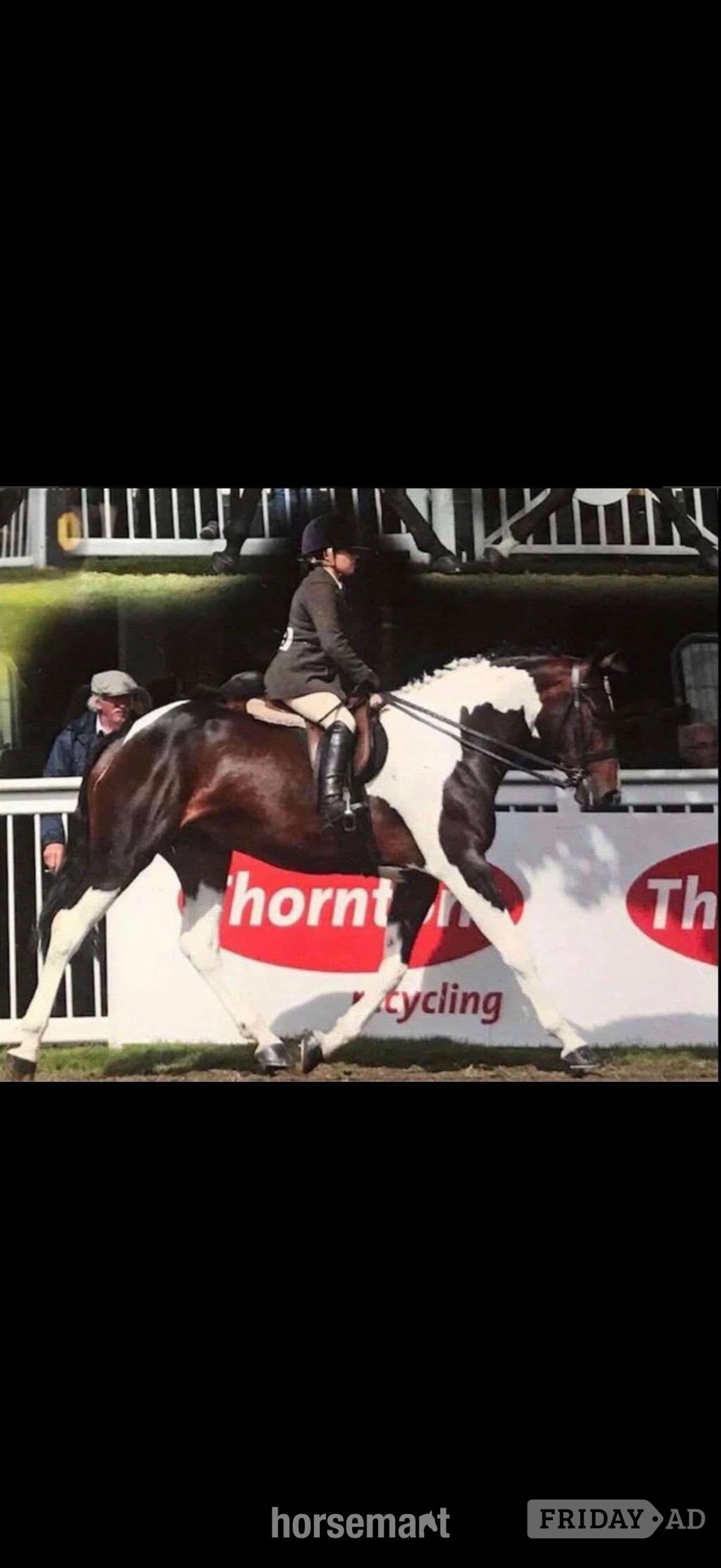 "Flash " Coloured Mare All Rounder - Horses