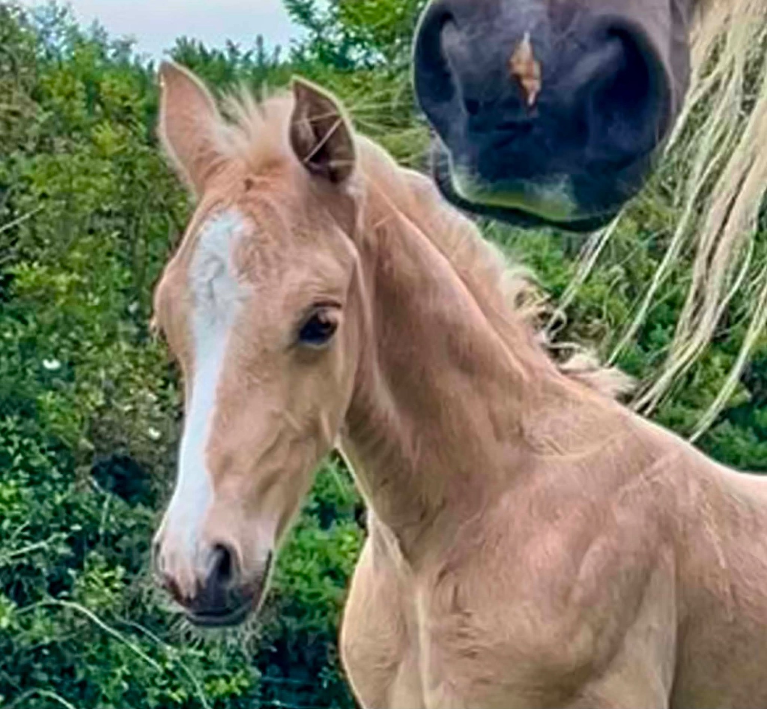 "Bartonhill Life On Mars" Palomino Colt Youngstock / Foal